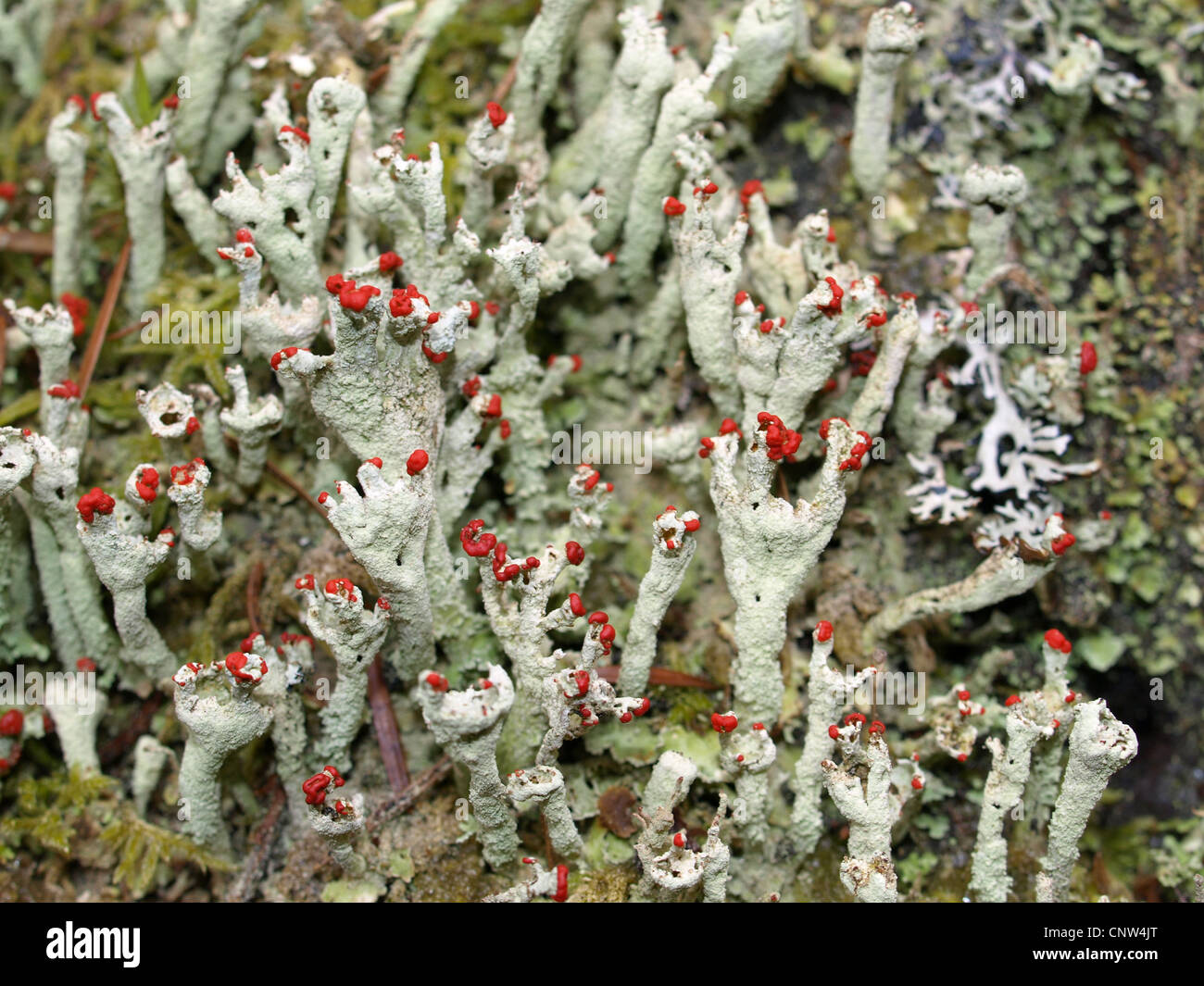 Flechten / Cladonia Macilenta / Rotfrüchtige Säulenflechte Stockfoto