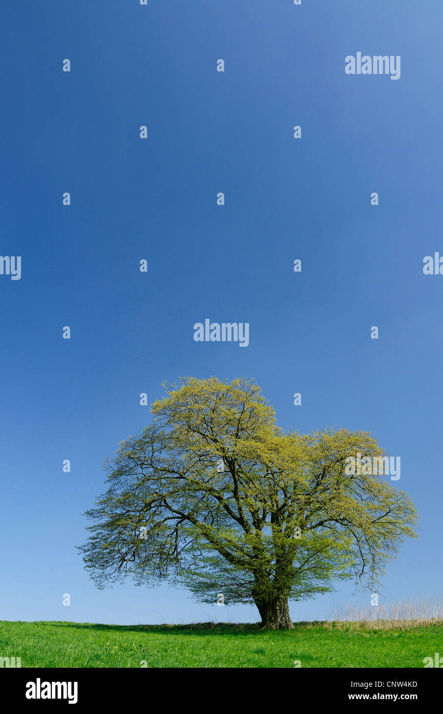 Eiche (Quercus spec.), einziger Baum auf Wiese, Deutschland, Hessen Stockfoto