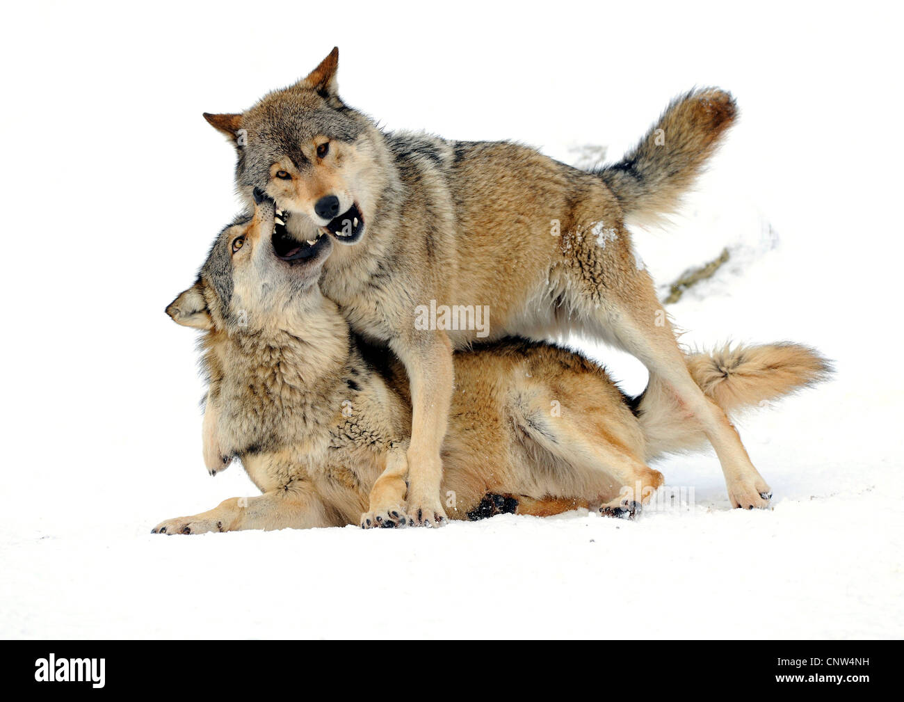 Timber Wolf (Canis Lupus LYKAON), Stärke Wettbewerb, Deutschland Stockfoto