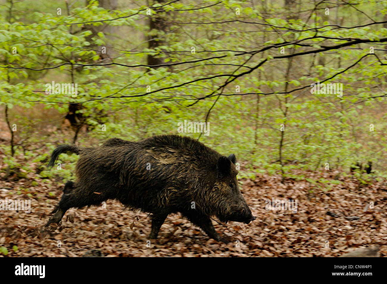 Wildschwein, Schwein, Wildschwein (Sus Scrofa), Männlich, ausgeführt in Buchenwald, Deutschland Stockfoto