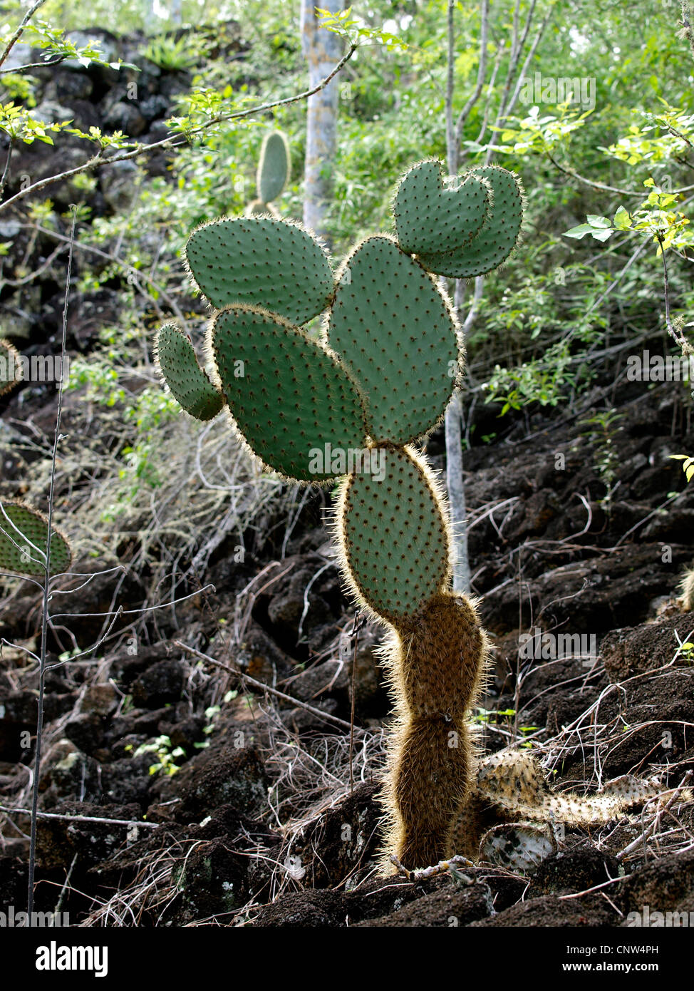 Galapagos Feigenkakteen (Opuntia Galapageia), Opuntia, Ecuador, Galapagos-Inseln Stockfoto