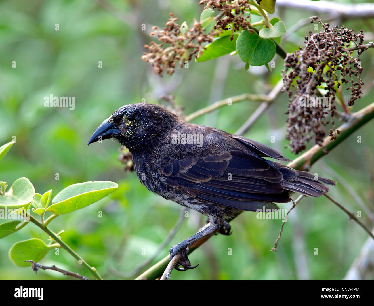Darwin finch -Fotos und -Bildmaterial in hoher Auflösung – Alamy
