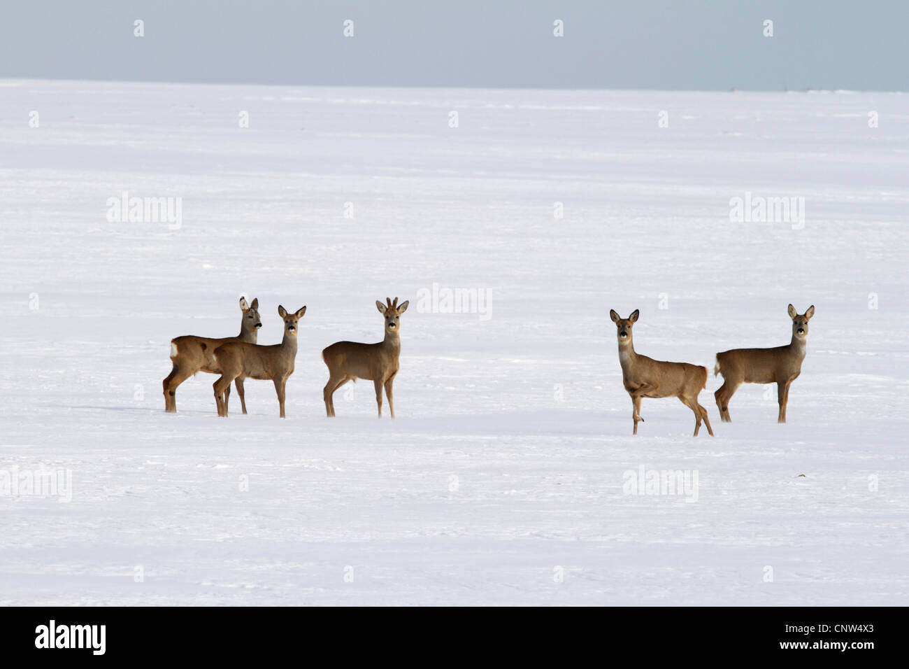 Reh (Capreolus Capreolus), Gruppe auf dem Schnee bedeckt Feld, Deutschland, Bayern Stockfoto