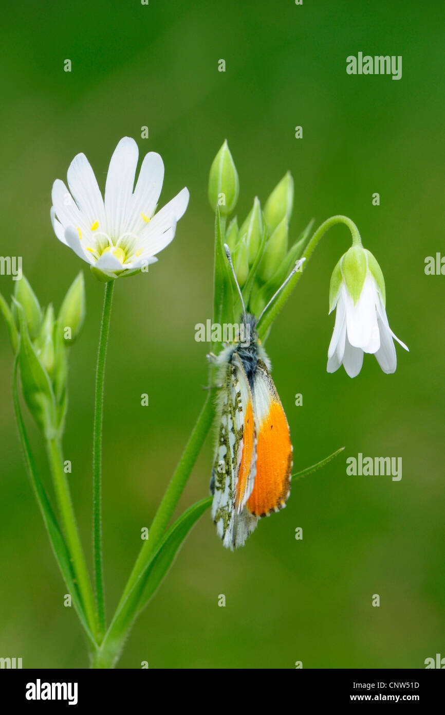 Orange-Tip (Anthocharis Cardamines), männliche bei Stellaria Holostea, Deutschland Stockfoto