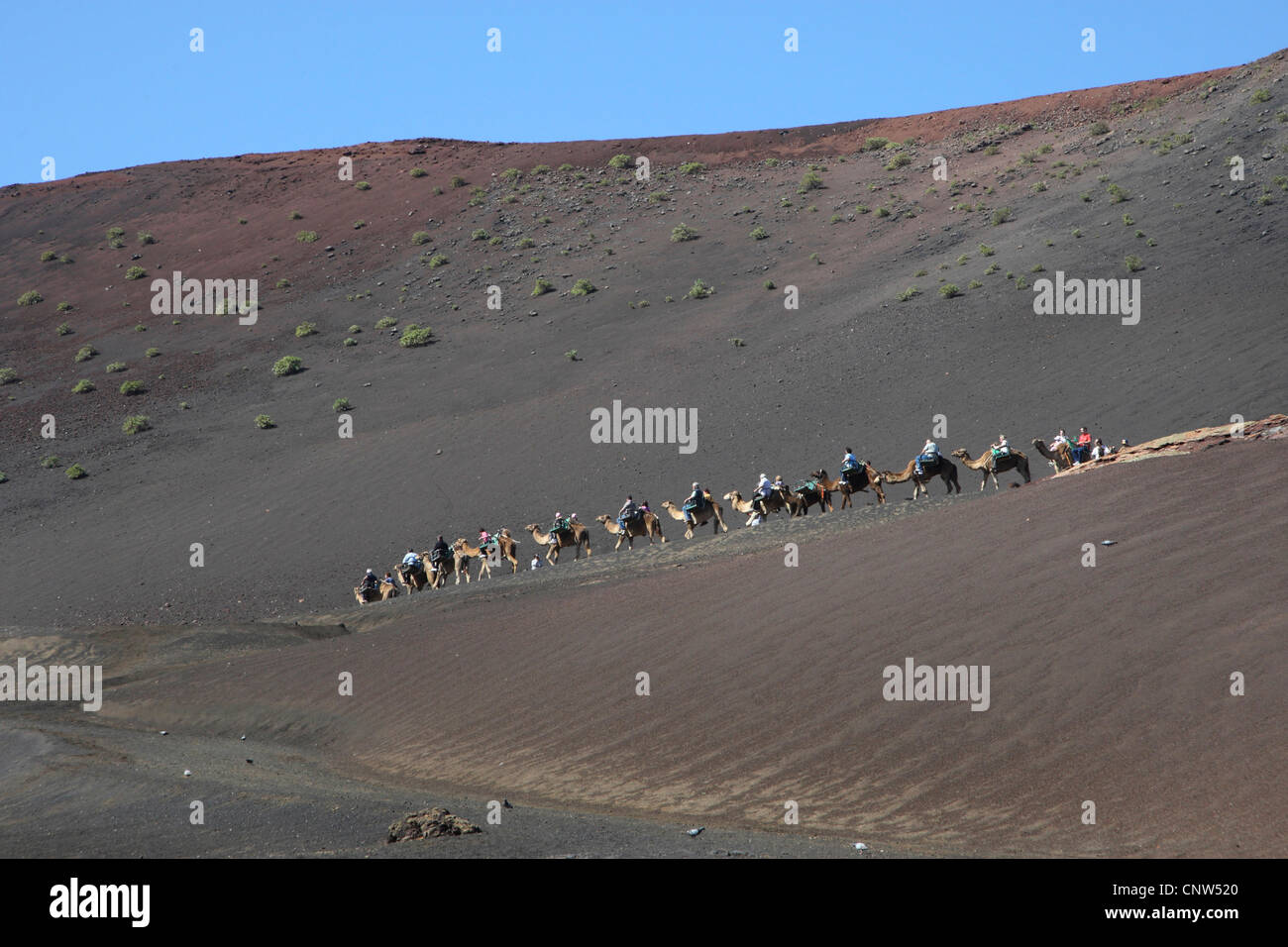 Dromedar, einen buckligen Kamel (Camelus Dromedarius), Dromedar in den Nationalpark Timanfaya auf Lanzarote, Kanarische Inseln, Lanzarote, Nationalpark Timanfaya Stockfoto