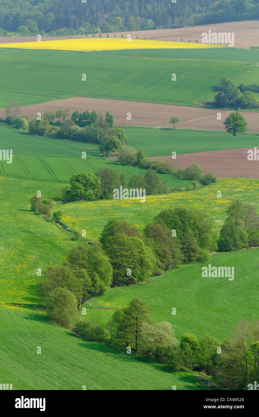Mittelgebirge Landschaft mit Bach im Frühjahr, Deutschland, North Rhine-Westphalia, Westenfeld Stockfoto