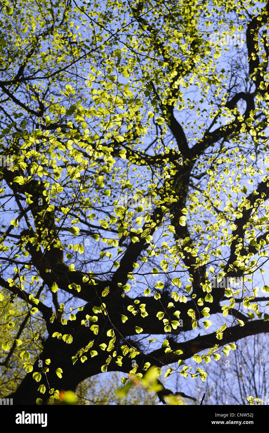 Blutbuche (Fagus Sylvatica "Pendel", Fagus Sylvatica Pendel), im Frühjahr, Deutschland Stockfoto