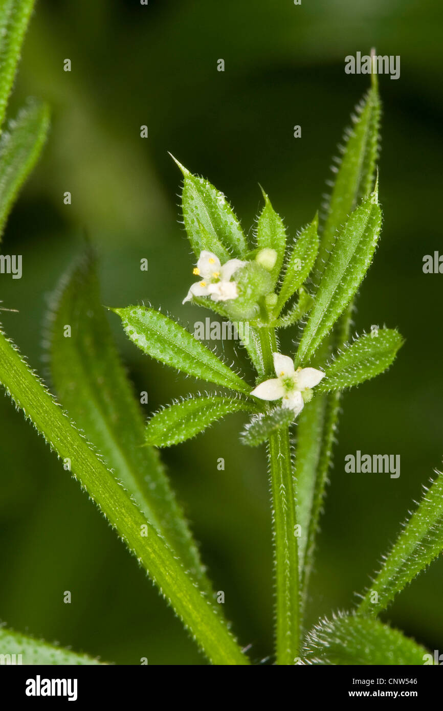 Hackmesser, Klettenlabkraut, Catchweed Labkraut (Galium Aparine), Blüte, Deutschland Stockfoto
