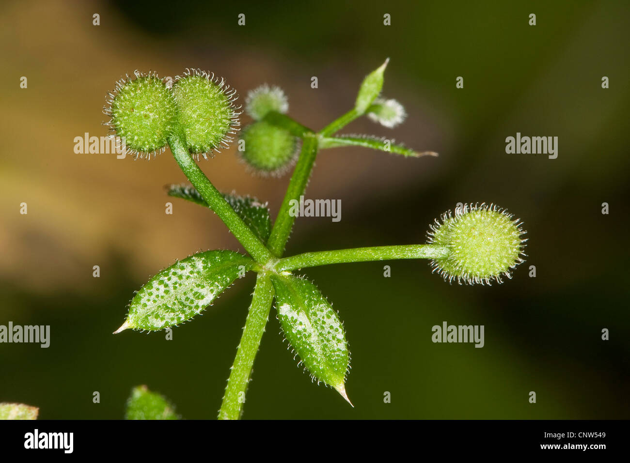 Hackmesser, Klettenlabkraut, Catchweed Labkraut (Galium Aparine), Früchte, Deutschland Stockfoto