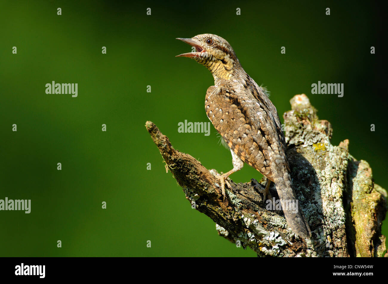 nördlichen Wendehals (Jynx Torquilla), sitzen auf einem Baumstamm, Deutschland, Baden-Württemberg Stockfoto