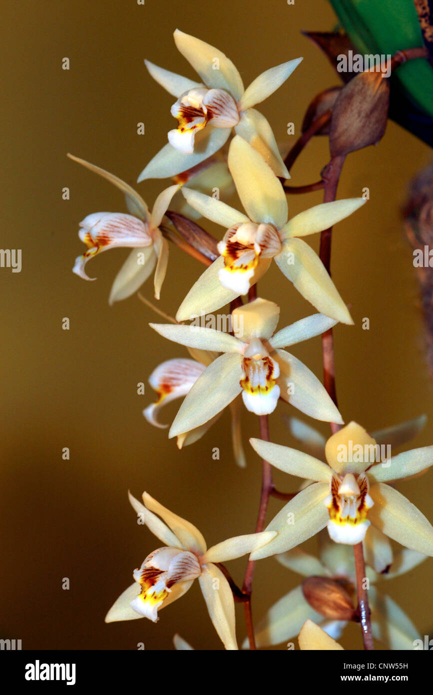 Coelogyne Flaccida (Coelogyne Flaccida), blühen Stockfotografie Alamy