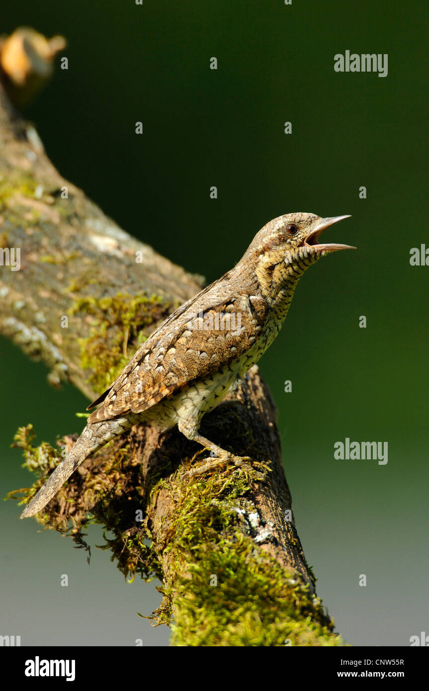 nördlichen Wendehals (Jynx Torquilla), sitzen auf einem Baumstamm, Deutschland, Baden-Württemberg Stockfoto