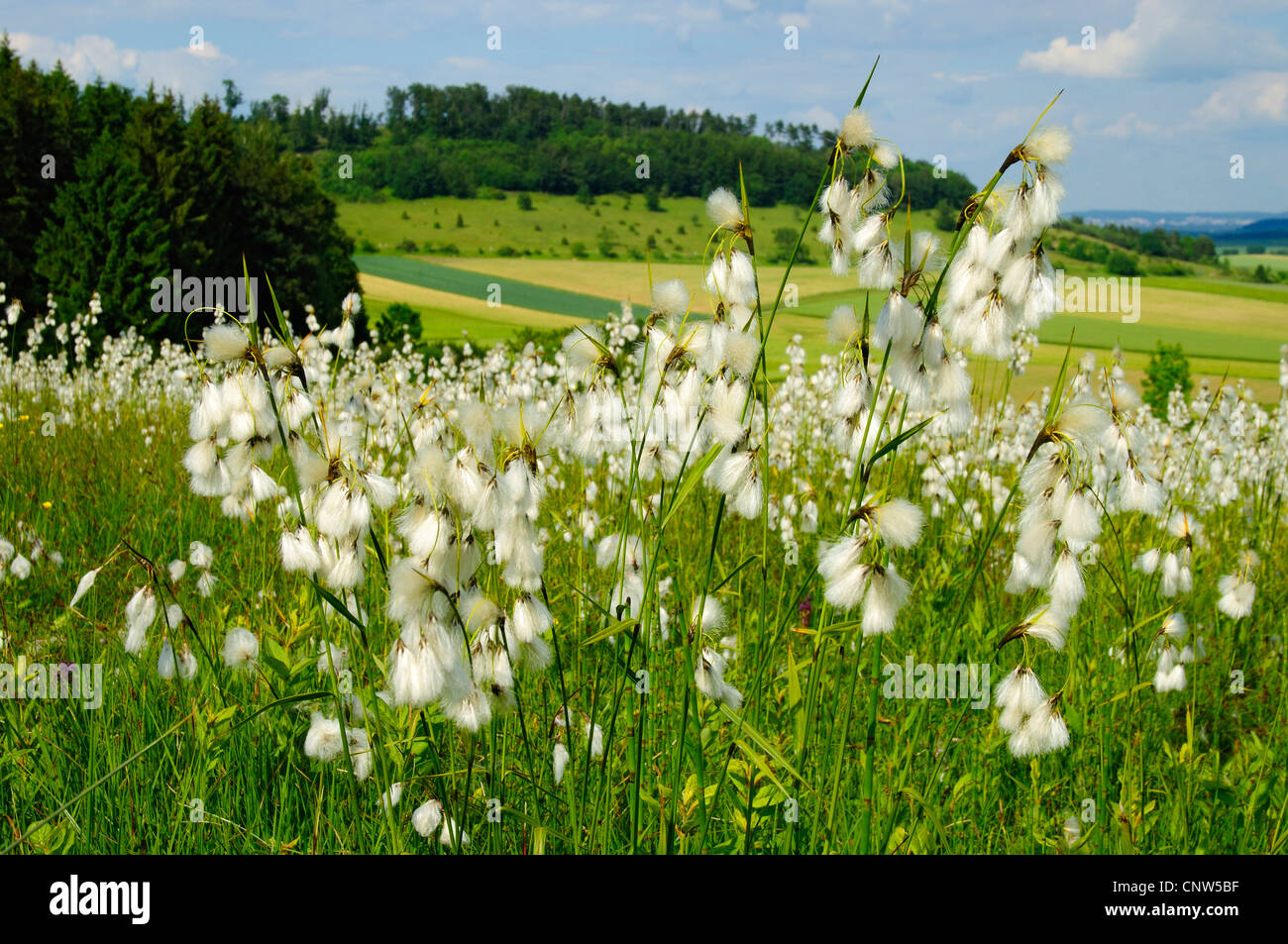 breitblättrigen Wollgras (Wollgras Latifolium), Wollgras Wiese, Deutschland, Bayern, Niederaltheim Stockfoto