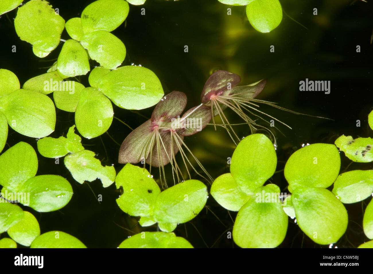 riesige Wasserlinsen, größere Wasserlinsen, gemeinsame Wasser-Leinsamen (Spirodela Polyrhiza), schwimmt auf Wasser, Deutschland Stockfoto