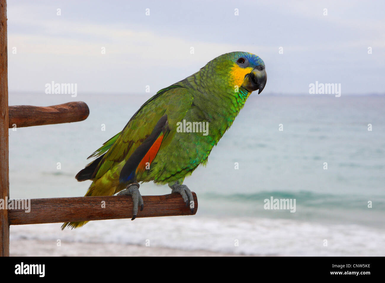 Blau-fronted Amazon (Amazona Aestiva), sitzt auf einem Stick am Meer, Kanarische Inseln, Lanzarote Stockfoto
