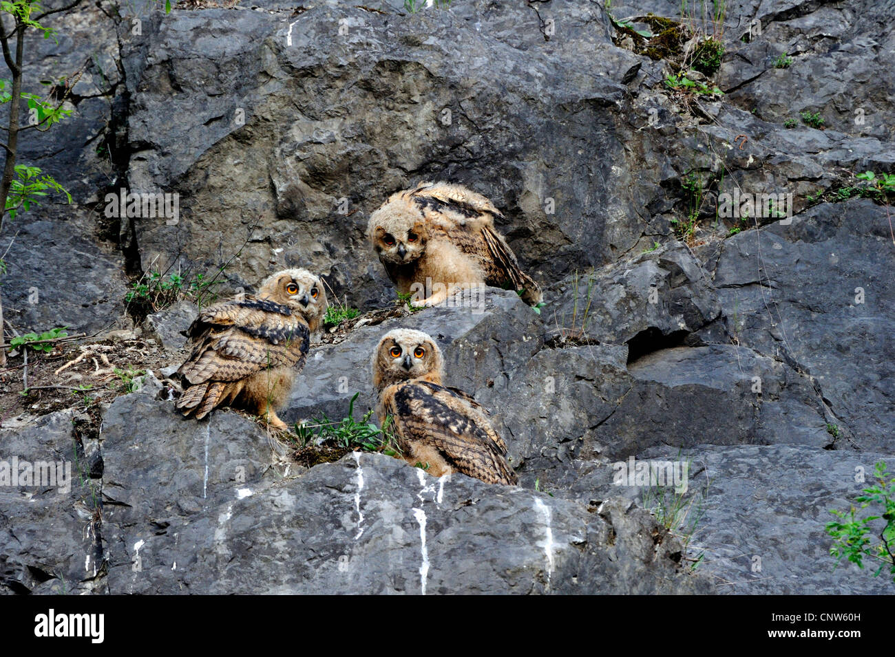 nördlichen Uhu (Bubo Bubo), drei junge Menschen sitzen in einer Felswand, Deutschland, Nordrhein-Westfalen Stockfoto