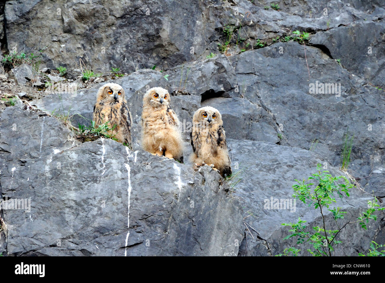 nördlichen Uhu (Bubo Bubo), drei junge Menschen sitzen in einer Felswand, Deutschland, Nordrhein-Westfalen Stockfoto