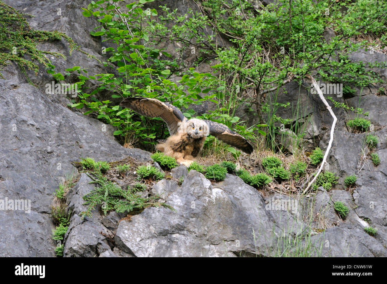 Eurasina-Uhu (Bubo Bubo), Jungvogel sitzt auf Klippe Verbreitung Flügel, Deutschland, Nordrhein-Westfalen Stockfoto