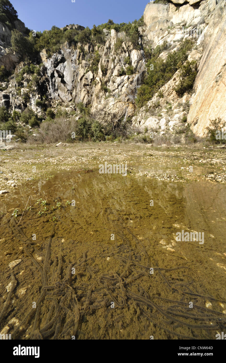 grüne Kröte oder bunte Kröte (Bufo Viridis, Bufo Balearicus), Saiten der Laich in eine Pfütze, Italien, Sardinien Stockfoto