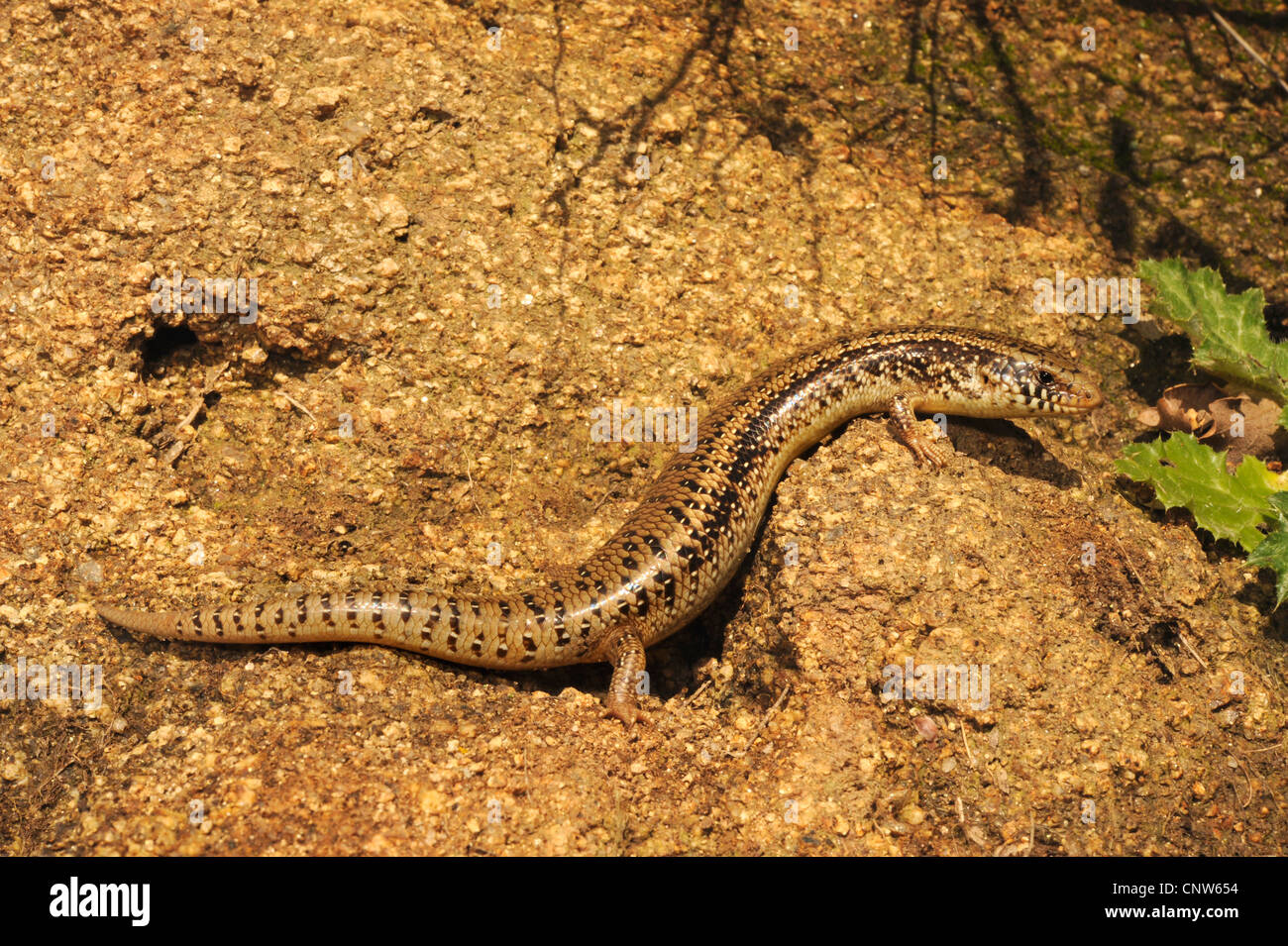 ocellated Skink (Chalcides Ocellatus, Chalcides Ocellatus Tiligugu), auf Stein, Italien, Sardinien Stockfoto