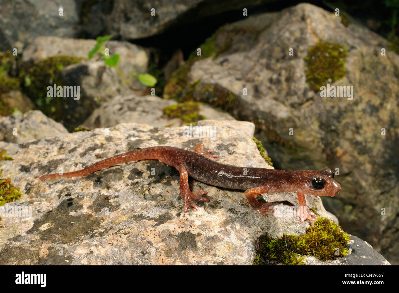 Genes Cave Salamander, sardischen Cave Salamander (Speleomantes Genei