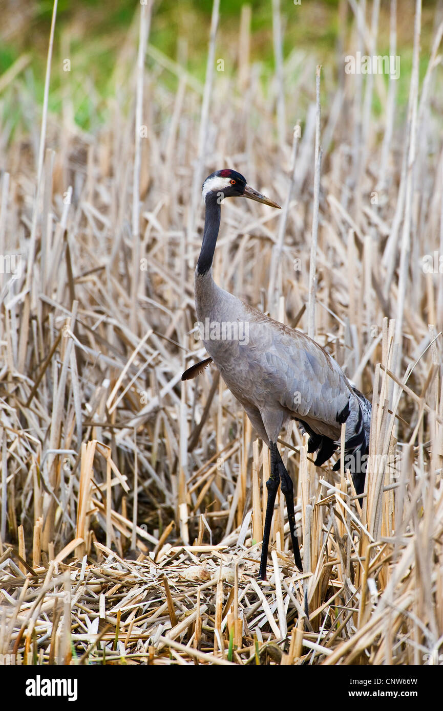 Kraniche (Grus Grus), Kran am sein Nest, Polen, Masuren, Bei Pisz Stockfoto
