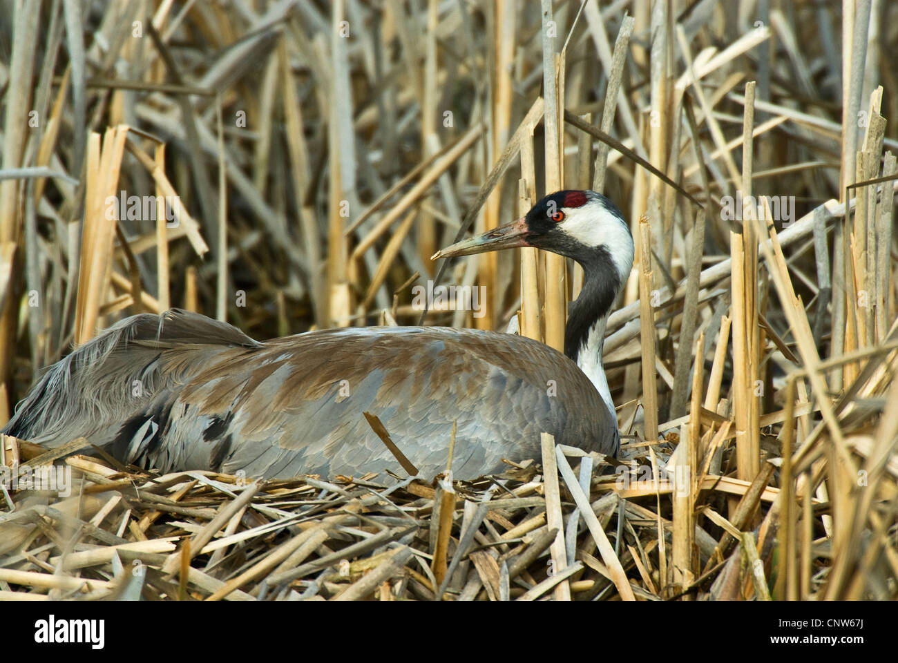 Kraniche (Grus Grus), Kran-Zucht auf seinem Nest mit Polen, Masuren, Bei Pisz Stockfoto