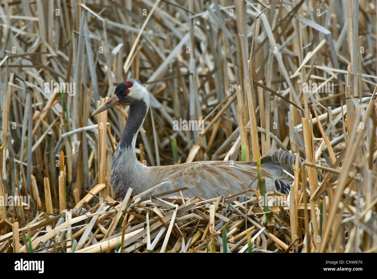 Kraniche (Grus Grus), Kran-Zucht auf seinem Nest mit Polen, Masuren, Bei Pisz Stockfoto