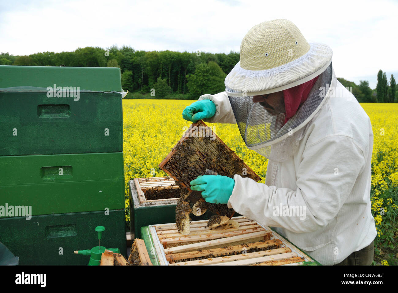 Honigbiene, Bienenkorb Biene (Apis Mellifera Mellifera), Imker, die Kontrolle der Bienenstöcke, Deutschland Stockfoto