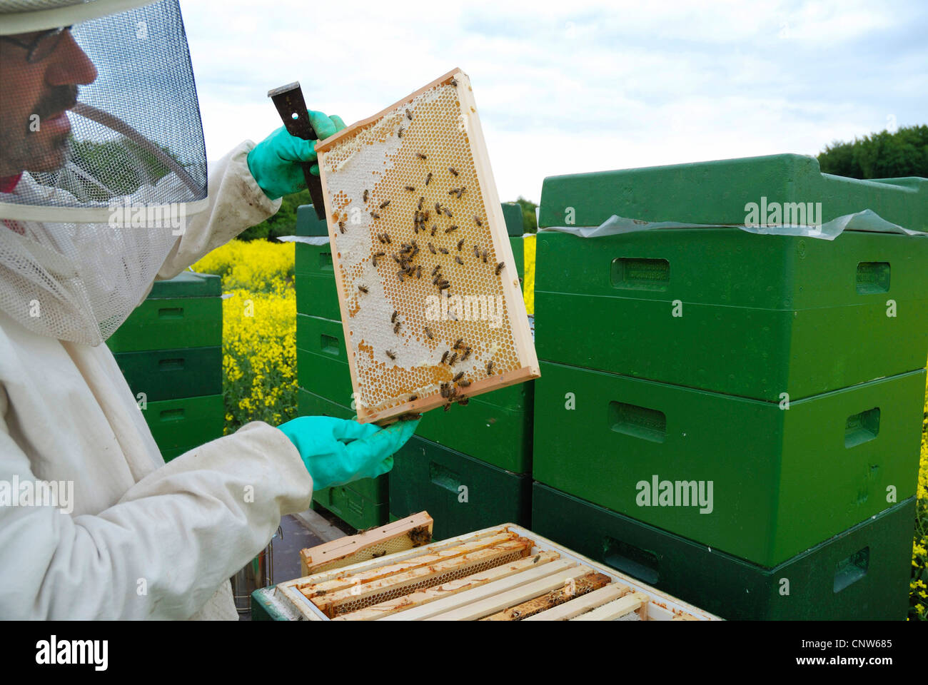 Honigbiene, Bienenkorb Biene (Apis Mellifera Mellifera), Imker Waben präsentiert, mit teilweise verdeckelten Zellen, Deutschland Stockfoto