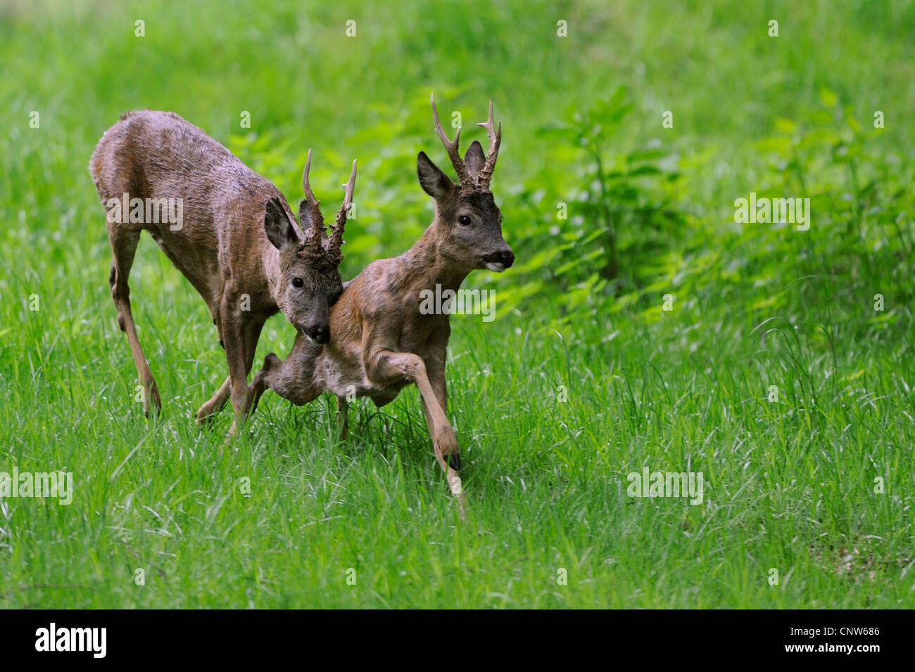 Reh (Capreolus Capreolus), zwei Männchen kämpfen für Heimat, Deutschland Stockfoto