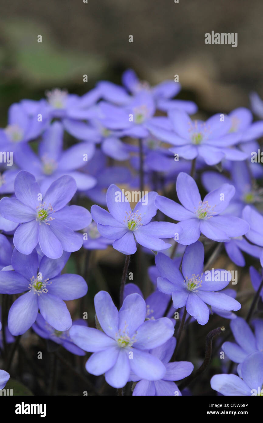 Leberblümchen Liverleaf, amerikanische Lebermoos (Hepatica Nobilis), blühen, Deutschland Stockfoto