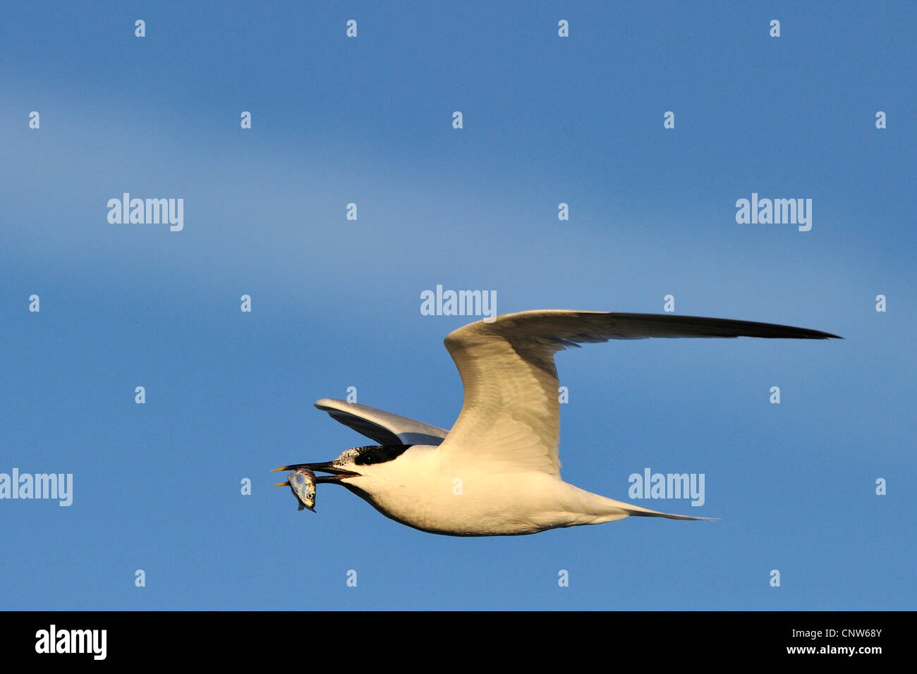 Brandseeschwalbe (Sterna Sandvicensis, Thalasseus Sandvicensis), fliegende Vogel mit ein wenig Fisch in seine Rechnung, Niederlande Stockfoto