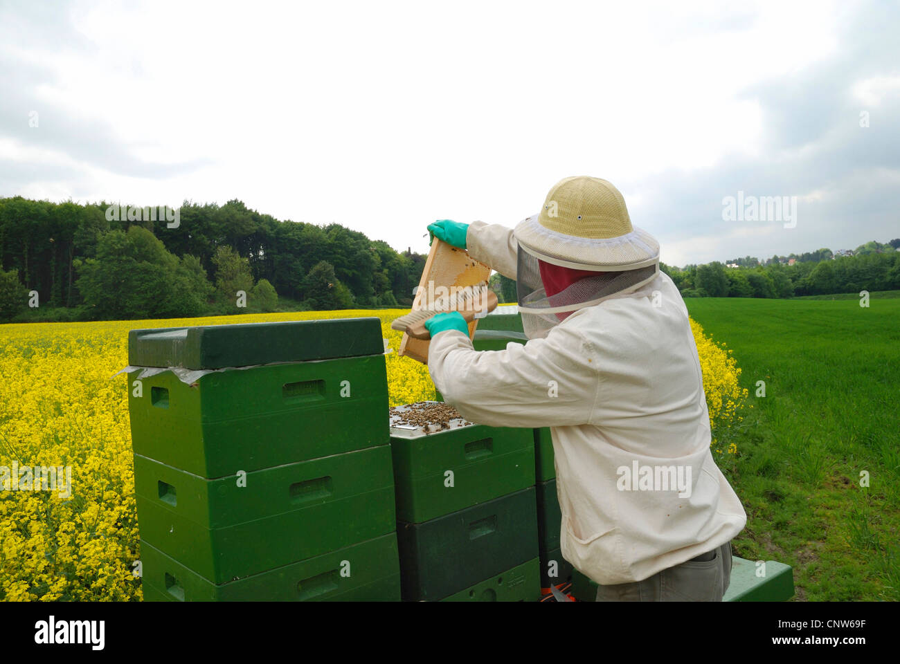 Honigbiene, Bienenkorb Biene (Apis Mellifera Mellifera), Imker Bienen aus Waben, Deutschland pauschal Stockfoto