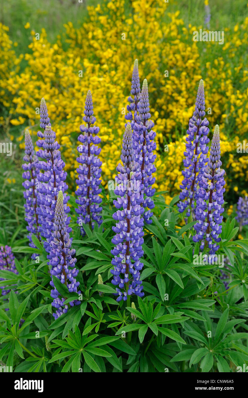 unten Lupine, n-leaved lupine, Garten-Lupine (Lupinus Polyphyllus), blühen Stockfoto