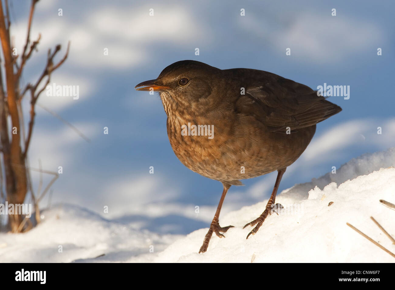 Amsel (Turdus Merula), Weiblich, Deutschland Stockfoto