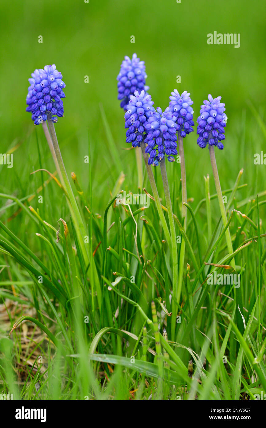 kleine Trauben Hyazinthe, gemeinsame Grape Hyacinth (Muscari Botryoides), blühen in eine Wiese, Deutschland, Bayern Stockfoto