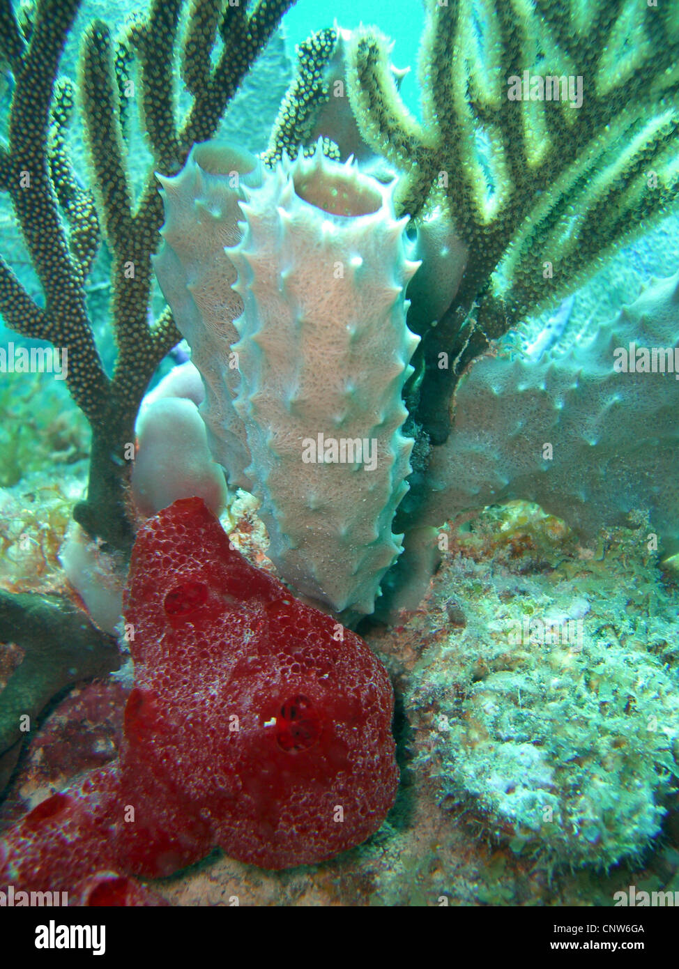Schwamm und Korallen, Dominikanische Republik, La Romana, Bayahibe Stockfoto