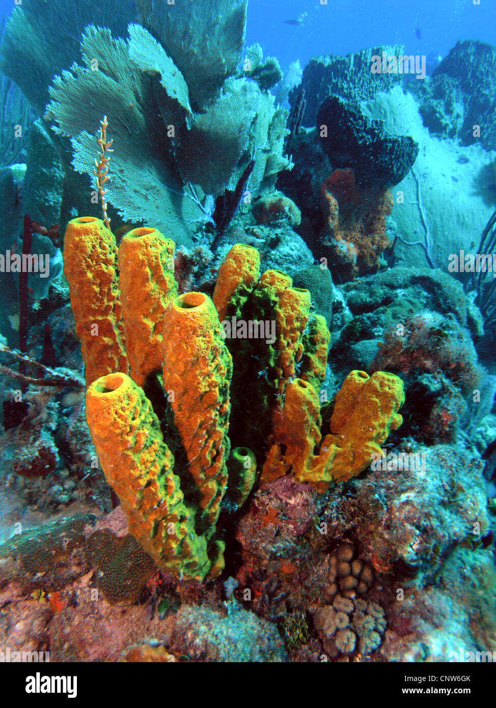 Schwamm, Dominikanische Republik, La Romana, Bayahibe Stockfoto