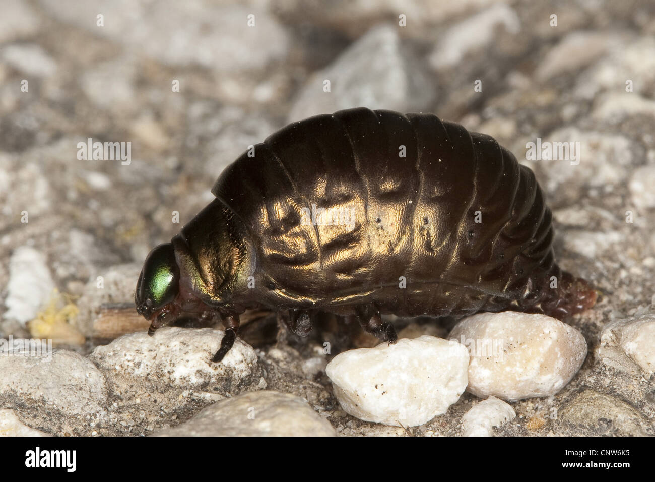 Blattkäfer (Crysomelidae), Larve des Chrysolina oder Timarcha, Deutschland Stockfoto