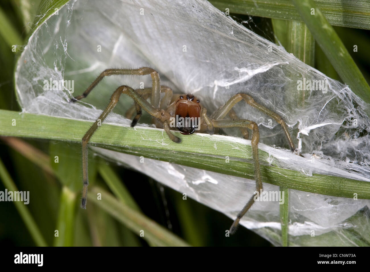 Europäische Sac Spider, gelbe Sack Spinne (dornfinger Punctorium), in seinem Nest, Web Sac, Deutschland Stockfoto