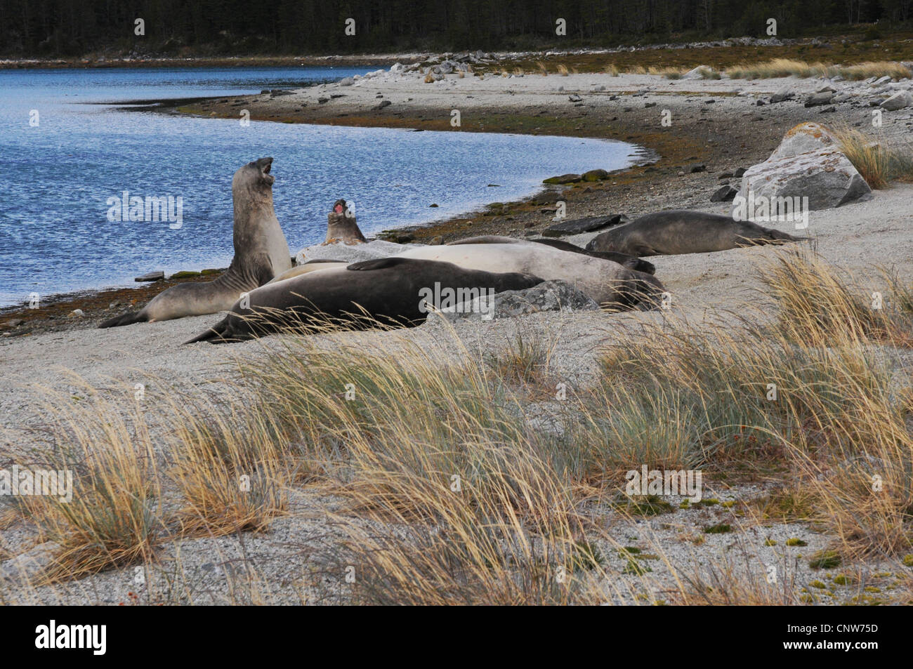 See-Elefanten, Ainsworth Bucht, Nationalpark Alberto de Agostini, Feuerland, Chile Stockfoto