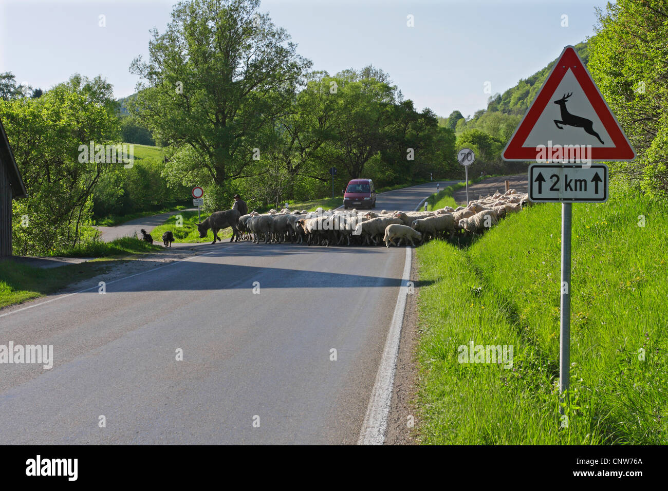 Schäfer, überqueren einer Straße mit seiner Herde, Unterboehringen, sch.ools.it Alb, Baden-Württemberg, Deutschland Stockfoto