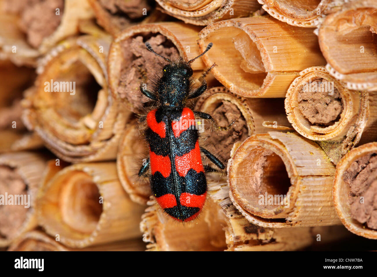 Biene-Käfer, Biene Wolf (Trichodes Alvearius), zu Fuß über ein Bienennest, Deutschland, Baden-Württemberg Stockfoto