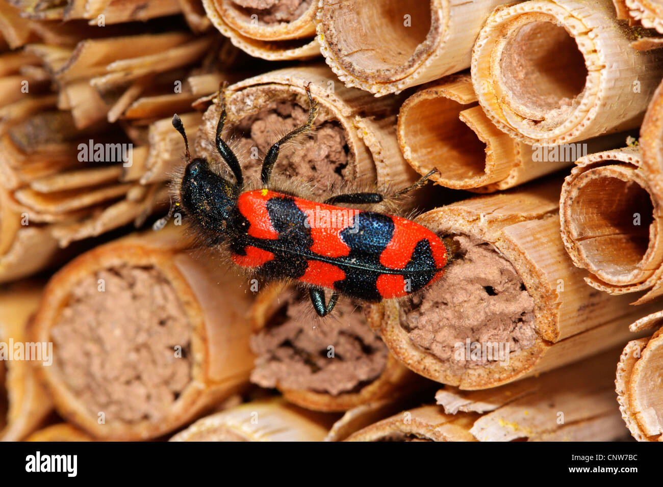 Biene-Käfer, Biene Wolf (Trichodes Alvearius), zu Fuß über ein Bienennest, Deutschland, Baden-Württemberg Stockfoto