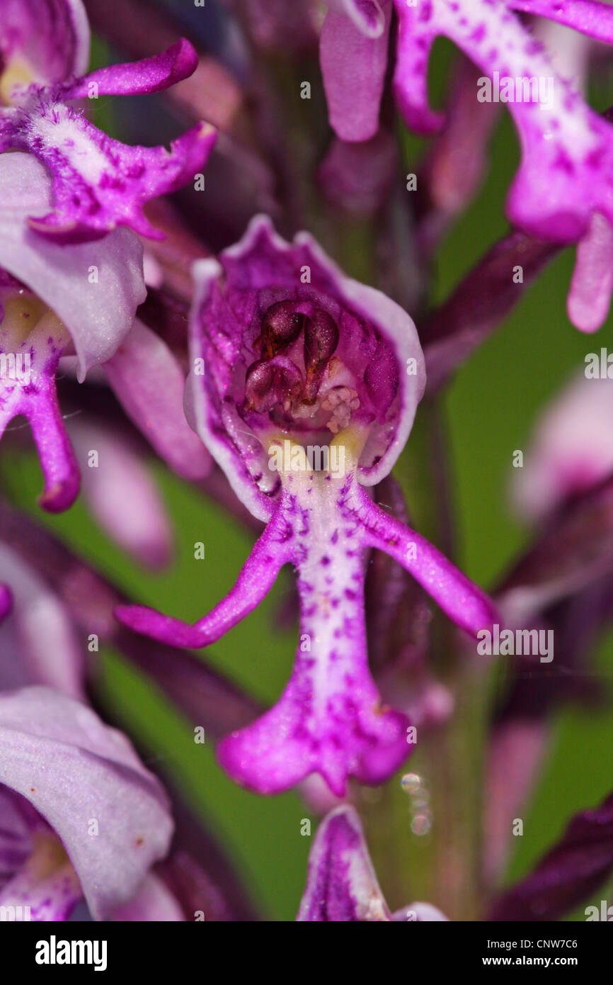 militärische Orchidee (Orchis Militaris), Blume, Deutschland, Baden-Württemberg Stockfoto