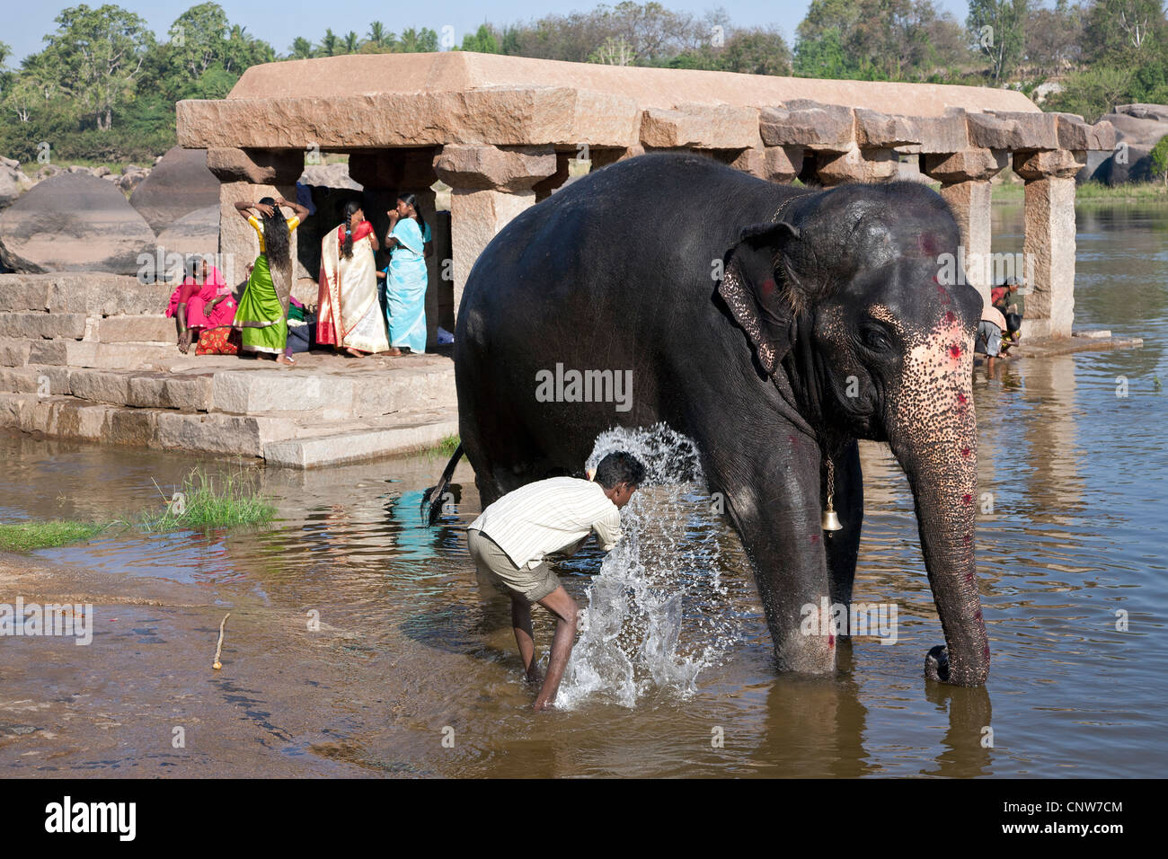 Mahout (Elefanten Trainer) seinen Elefanten waschen. Tungabhadra Fluss. Hampi. Indien Stockfoto