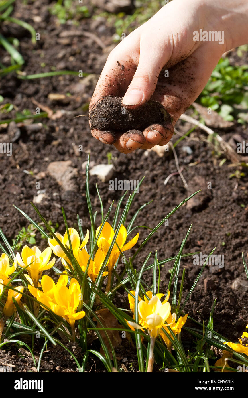 Probe des Bodens ist getestet mit Fingern, Deutschland Stockfoto