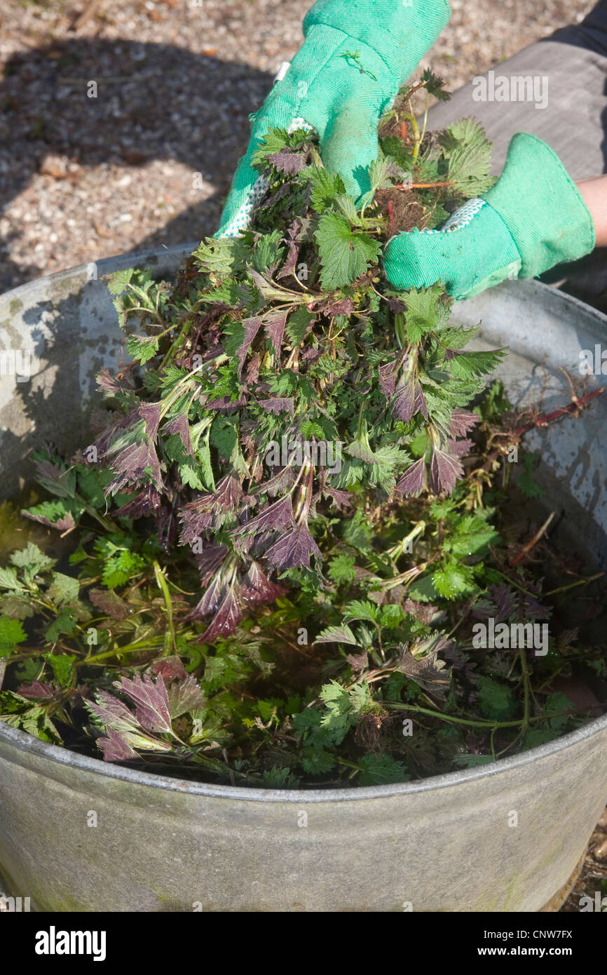 Brennnessel (Urtica Dioica), Frau produzieren Brennnessel Gülle aus frischen Brennnesseln für ökologische Schädlingsbekämpfung und Dünger, Deutschland Stockfoto