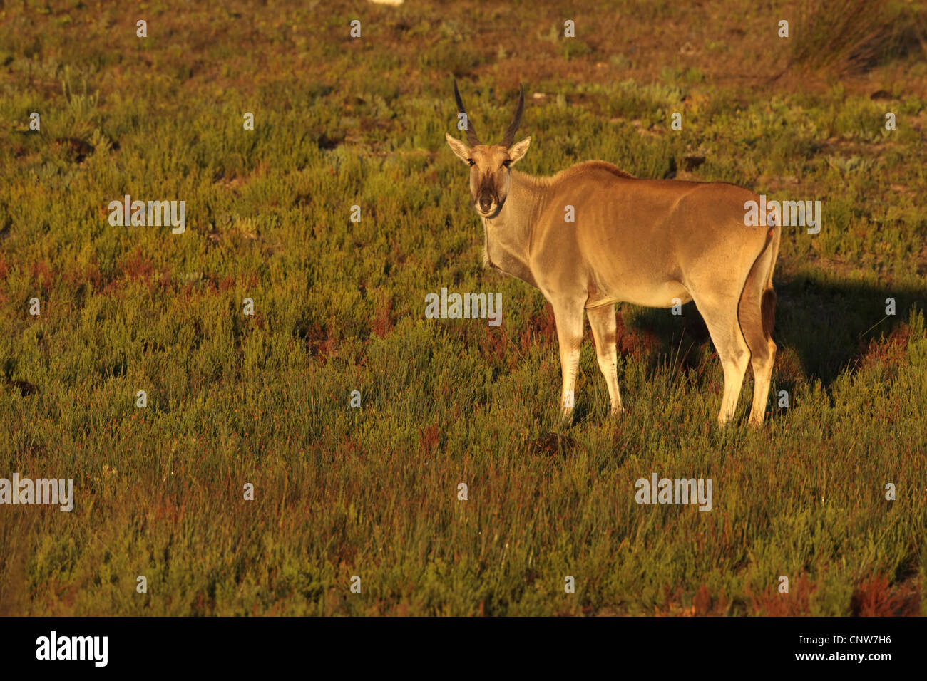 Gemeinsame Eland, südlichen Eland (Tauro Oryx, Tragelaphus Oryx), stehend im Rasen Land, Südafrika, Western Cape, De Hoop Nature Reserve Stockfoto